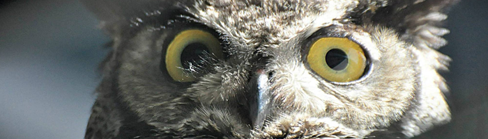 San Diego Mesa College Owl